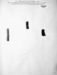 Massaria anomia image